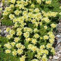 Saxifraga juniperifolia