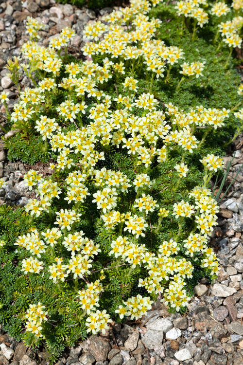 Saxifraga juniperifolia - Image 1