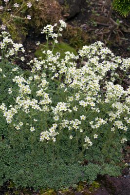 Saxifraga cochlearis 'Minor'