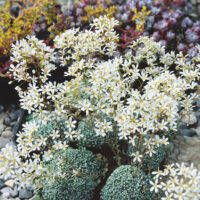 Saxifraga × zimmeteri