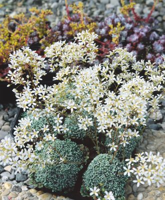 Saxifraga × zimmeteri