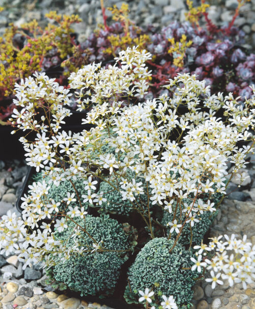 Saxifraga × zimmeteri - Obrázek 1