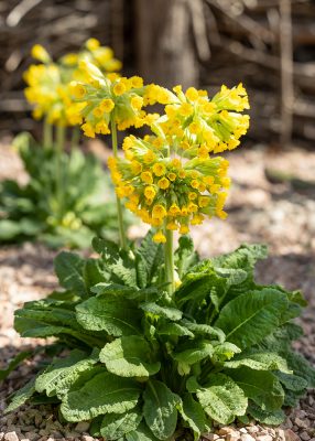 Primula veris 'Cabrillo Yellow'