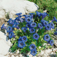 Gentiana acaulis 'Select'