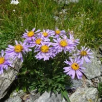 Aster andersonii