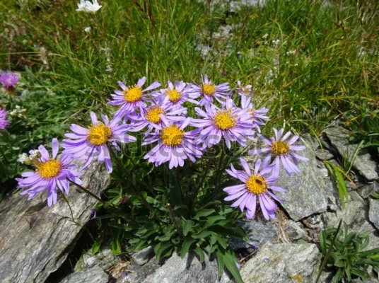 Aster andersonii