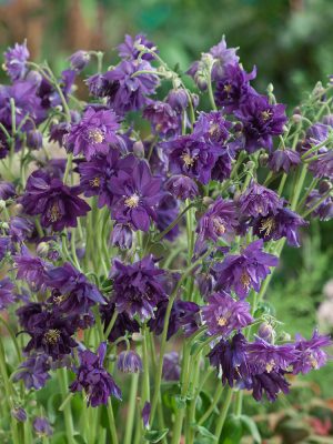 Aquilegia vulgaris 'Blue Barlow'