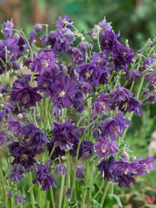Aquilegia vulgaris 'Blue Barlow' - Obrázek 1