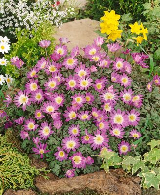 Anemone blanda 'Violet Star'