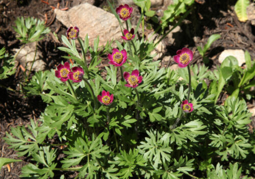 Anemone multifida 'Rubra' - Obrázek 1