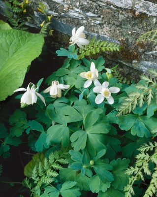 Aquilegia flabellata 'Alba White Angel'