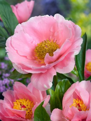 Paeonia lactiflora 'Salmon Chiffon'