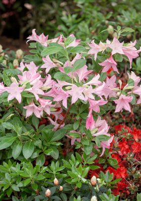 Azalea (KH) 'Western Lights'