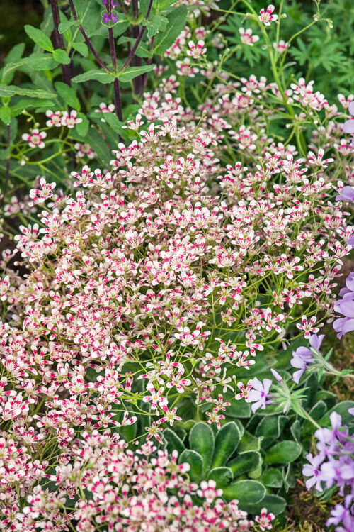 Saxifraga cotyledon 'Southside Seedling' - Obrázek 1