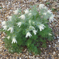 Pulsatilla vulgaris 'Bells white'