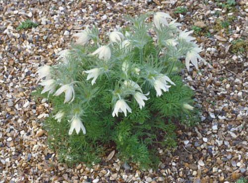 Pulsatilla vulgaris 'Bells white' - Obrázek 1