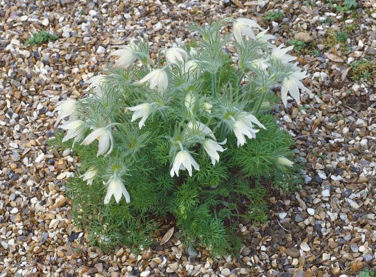Pulsatilla vulgaris 'Bells white'