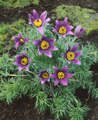 Pulsatilla vulgaris 'Bells violet'