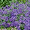 Geranium cantabrigiense 'Karmina' - Kontejner objem 2L