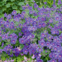 Geranium cantabrigiense 'Karmina'