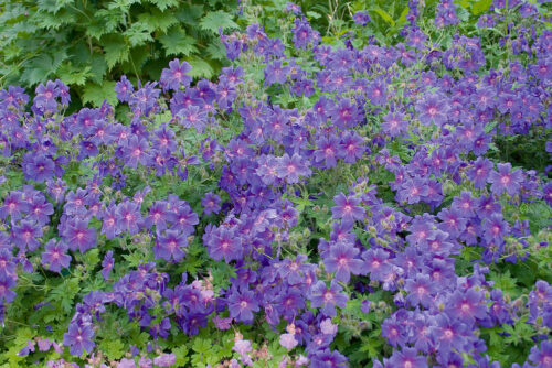 Geranium cantabrigiense 'Karmina' - Image 1