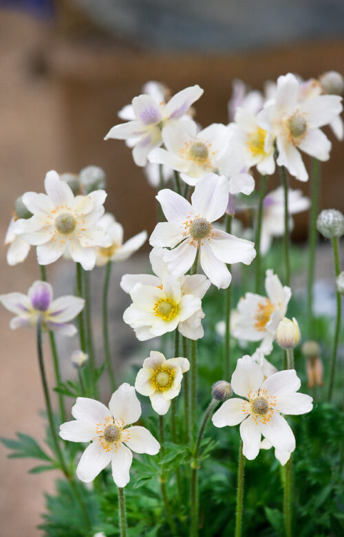 Anemone multifida - Image 1