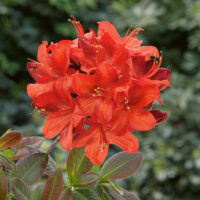 Azalea (KH) 'Fireball' - červená