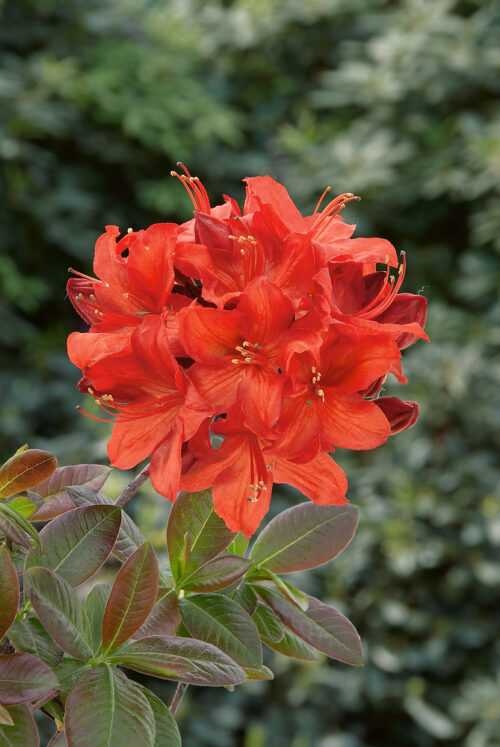 Azalea (KH) 'Fireball' - červená - Obrázek 1