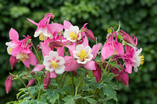 Aquilegia flabellata 'Rose and White' - Obrázek 1