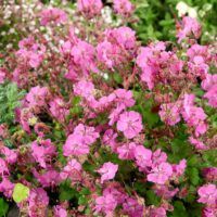 Geranium cantabrigiense 'Karmina' - Kontejner objem 2L