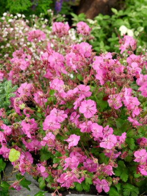Geranium cantabrigiense 'Karmina'