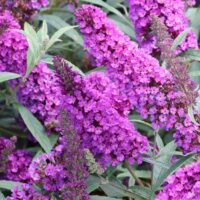 Buddleja davidii 'Summer Kids' - Romy-fialová