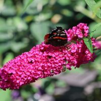 Buddleja davidii 'Summer Kids' - Leni-fialová