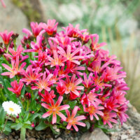 Lewisia hybrida 'Elise'