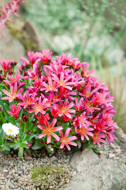 Lewisia hybrida 'Elise' - Obrázek 1