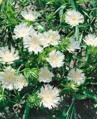 Stokesia laevis 'Traumerei'