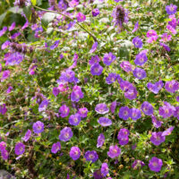 Geranium himalayense 'Kaya'