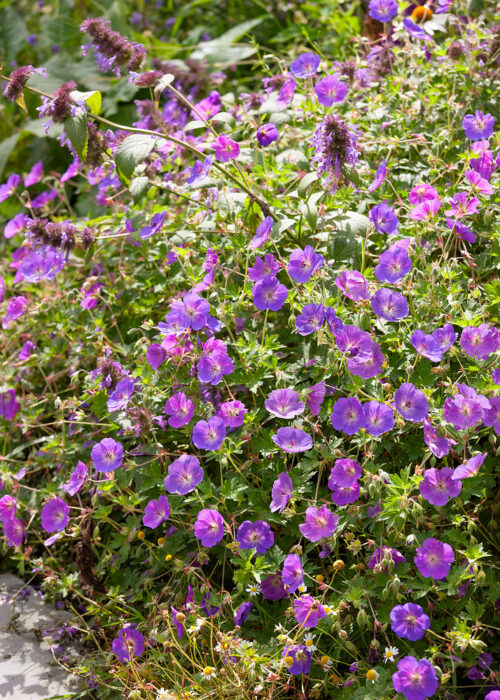 Geranium himalayense 'Kaya' - Obrázek 1