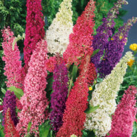 Buddleja davidii (mix barev)