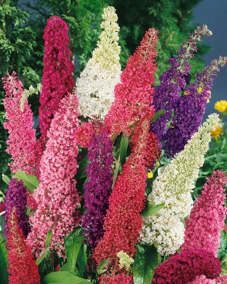 Buddleja davidii (mix barev)