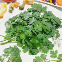 Coriandrum sativum 'Caribe'