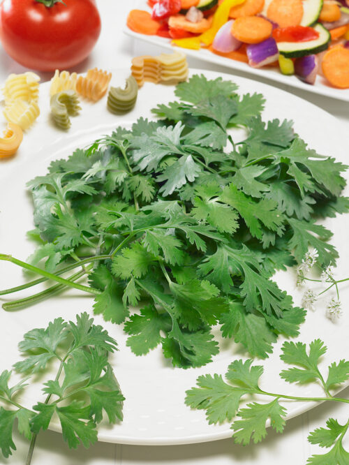 Coriandrum sativum 'Caribe' - Obrázek 1