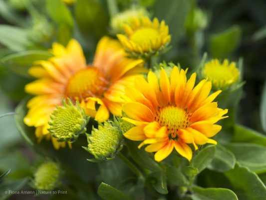Gaillardia aristata 'Arizona Apricot'
