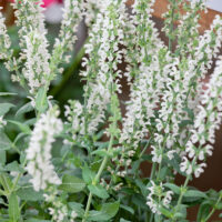 Salvia superba 'Merleau White' bílá