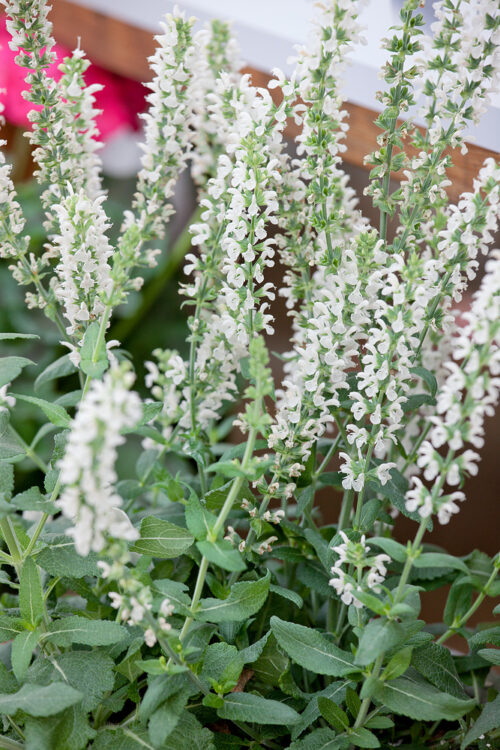 Salvia superba 'Merleau White' bílá - Obrázek 1
