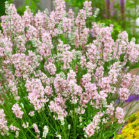Lavandula angustifolia 'BeeZee Pink'