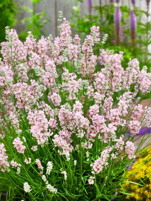 Lavandula angustifolia 'BeeZee Pink'