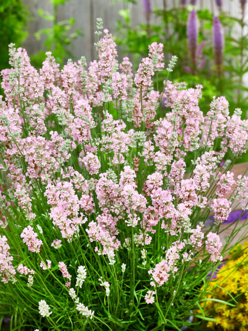 Lavandula angustifolia 'BeeZee Pink' - Obrázek 1