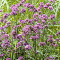 Verbena bonariensis 'Lollipop'®