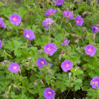 Geranium himalayense 'Gravetye'